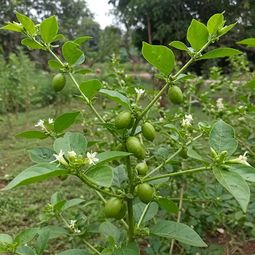 Co je Ashwagandha