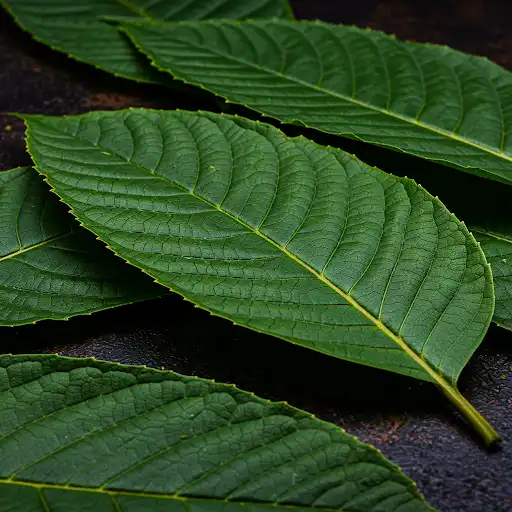 Listy kratomu